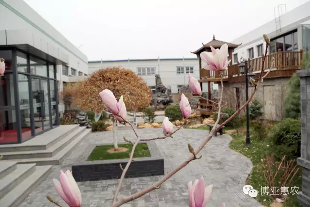 名貴庭院觀賞樹白玉蘭在盤錦華麗綻放