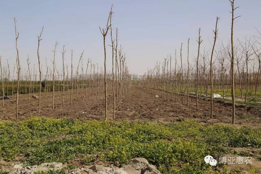 種下綠色 樹立希望 護衛(wèi)家園