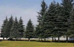 【看點(diǎn)】嚴(yán)禁違規(guī)占用耕地綠化造林，全國(guó)綠化