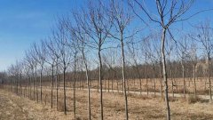 行業(yè)觀察 | 這才是真正的休閑農(nóng)業(yè)和鄉(xiāng)村旅游